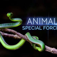 动物特种部队海报